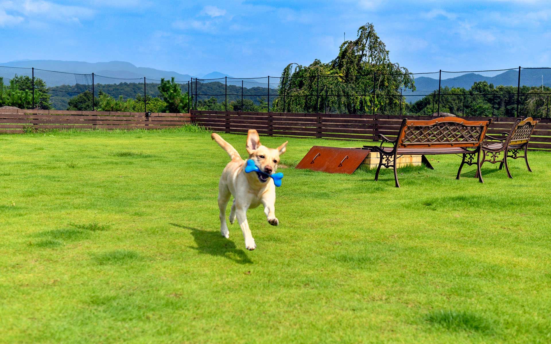ドッグランを駆け抜ける犬